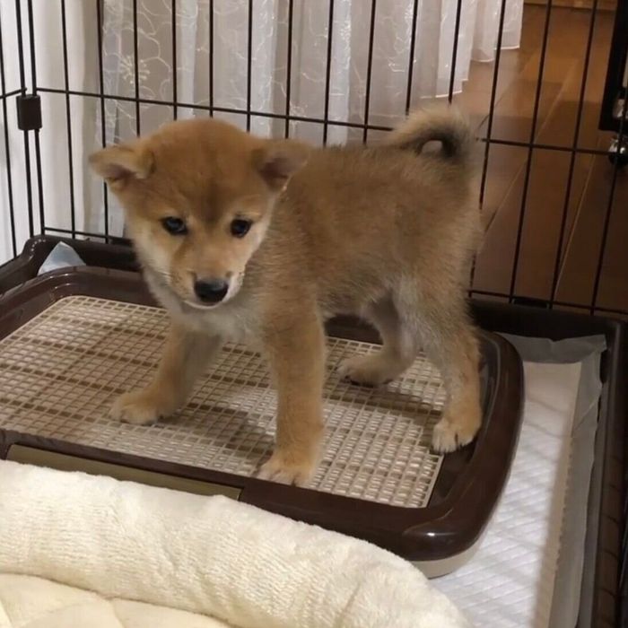 プルプル震えるころたくん