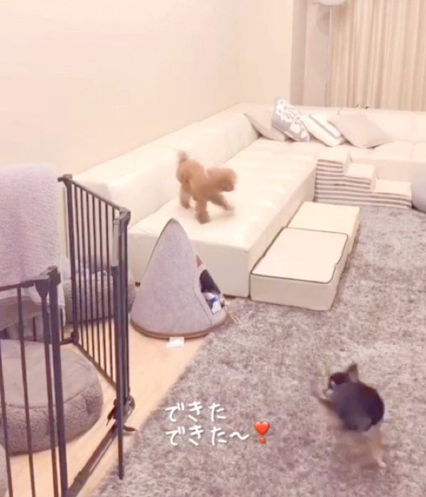 喜びの気持ちを抑えきれないトイ・プードル