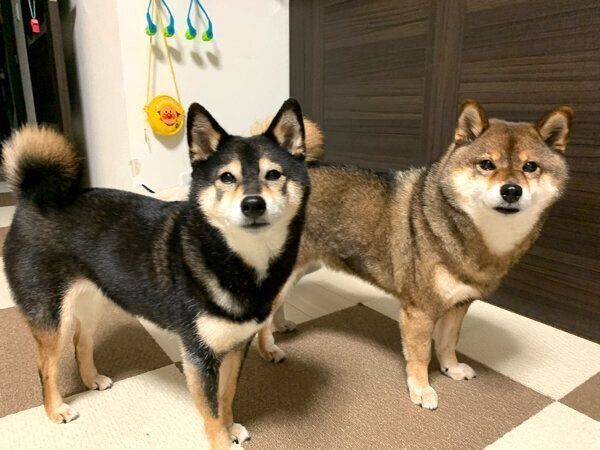 オヤツを待つ花ちゃん、あずきちゃん