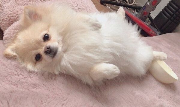 寝転がるたろくん