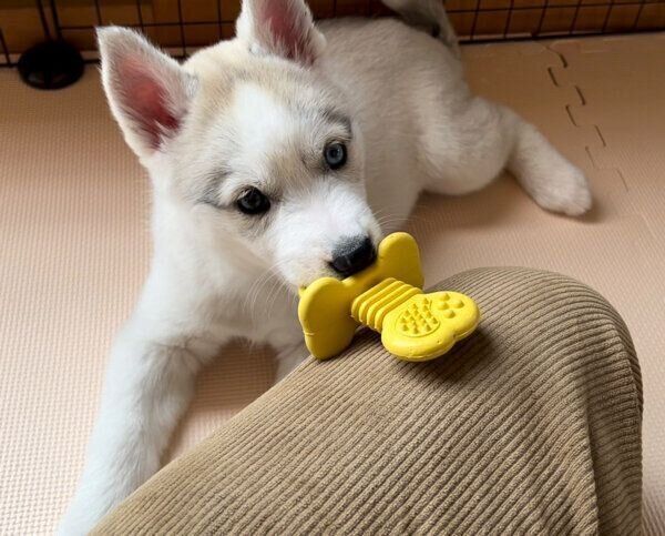 「バブみ」のあるアシㇼちゃん