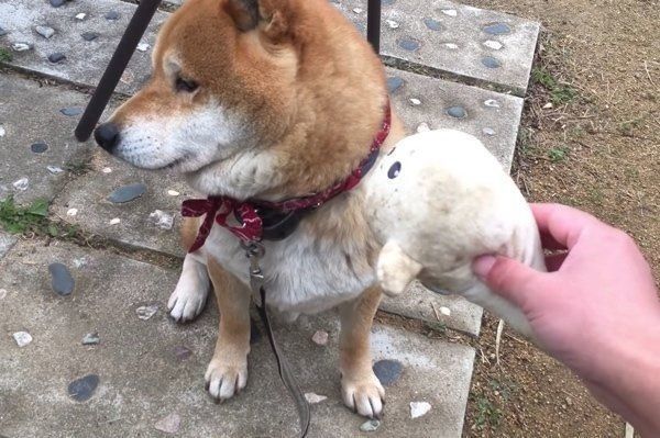 ぬいぐるみで遊ぶ柴犬