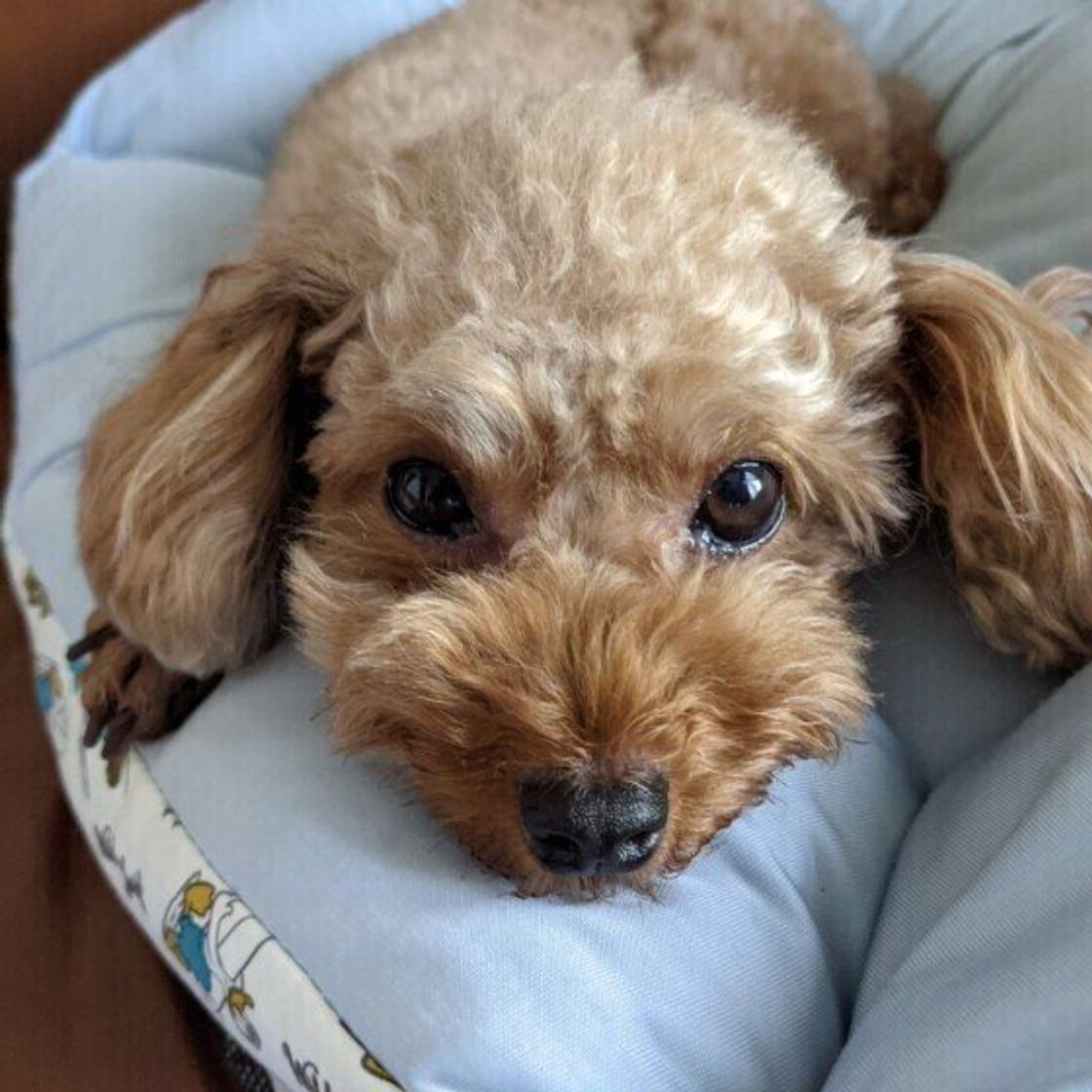 犬が飼い主さんの足元で寝る理由 かわいい画像とともに解説 いぬのきもちweb Magazine 犬が飼い主さんの足元で寝る理由 かわいい画像とともに解説 いぬのきもちweb Magazine