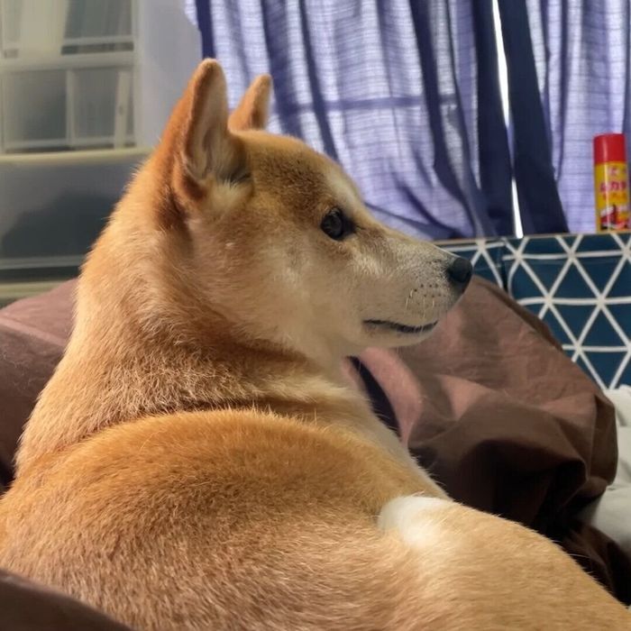 業者さんが気になるハナちゃん