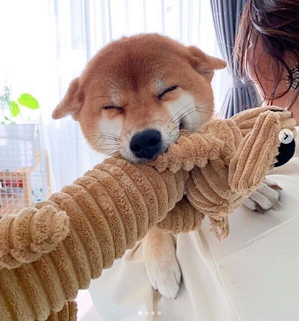 おもちゃをくわえながら飼い主さんを出迎える、きなこちゃん