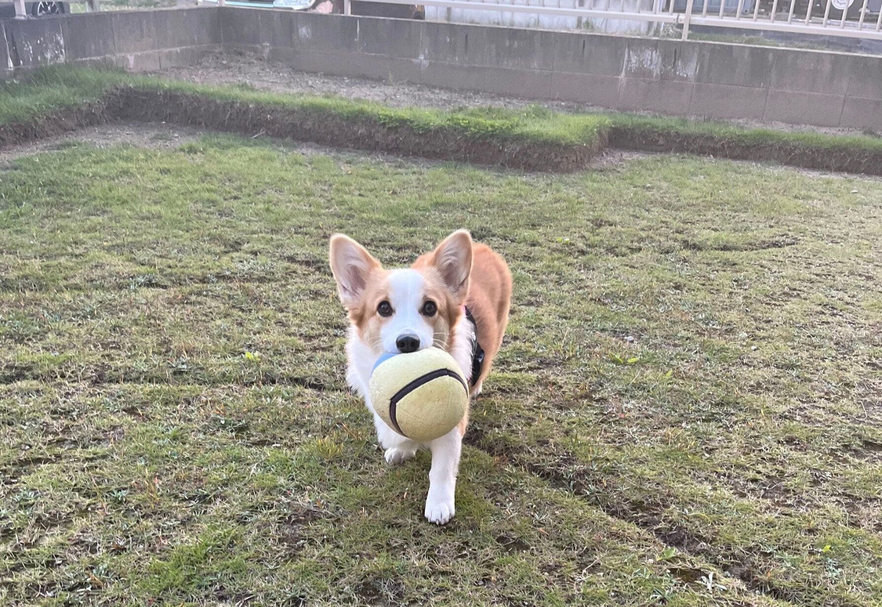 ボールで遊ぶピノちゃん