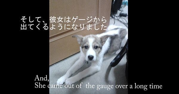 保護犬