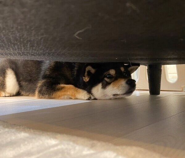 1才6カ月になるとソファの下に入れなくなったもち吉くん