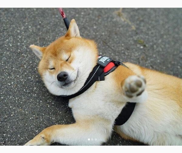 拒否柴中のきなこちゃん