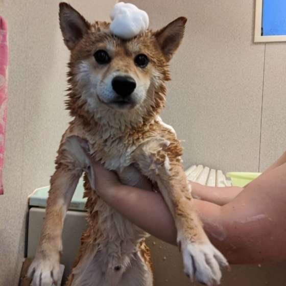 柴・れおくん・シャンプー