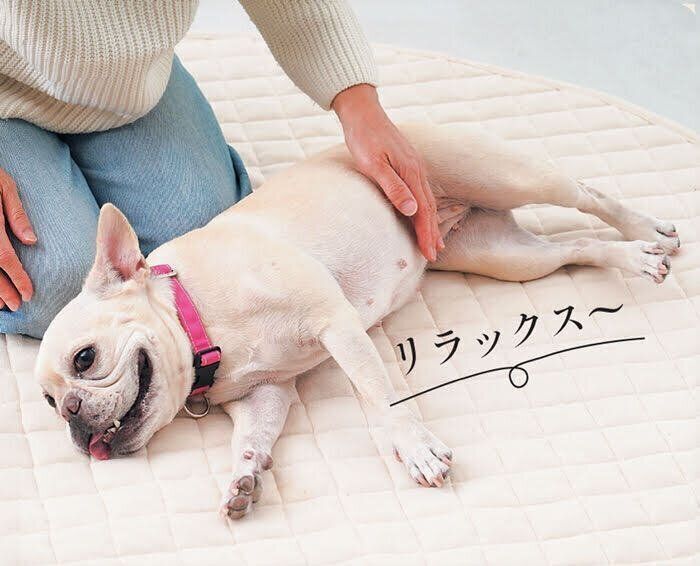 愛犬をリラックスさせる