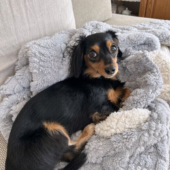 ミニチュア・ダックスフンドのチョコちゃん