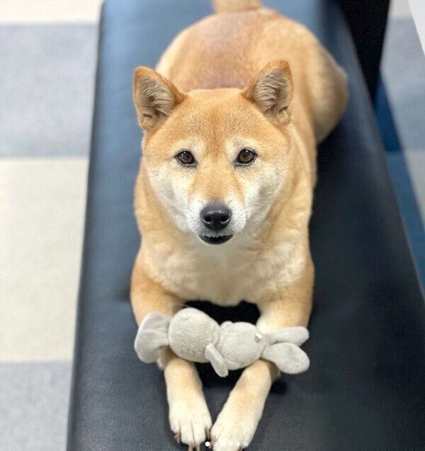 見つめるももちゃん