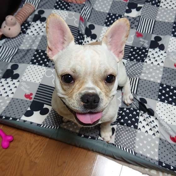 笑顔のフレンチ・ブルドッグ