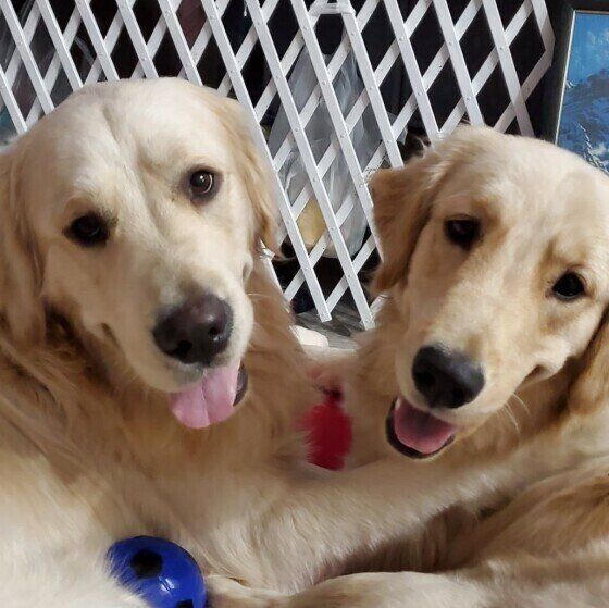 仲良しなゴールデン・レトリーバー