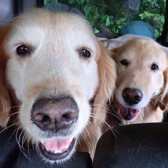 シニア犬に適した散歩の仕方とは 散歩中に歩かなくなるのは犬からのサインかも？ いぬのきもち