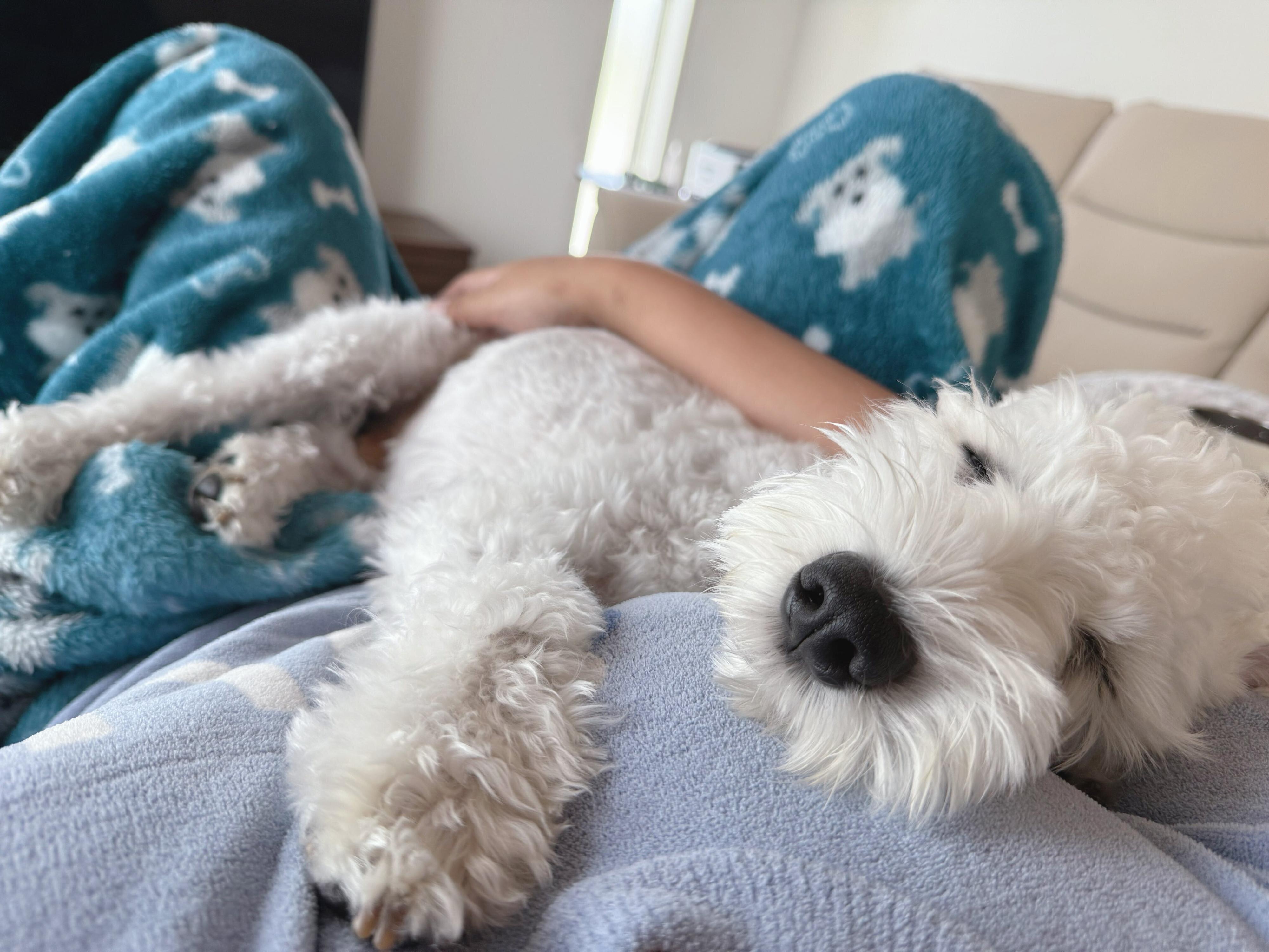 リラックスした様子で眠るもちまるくん