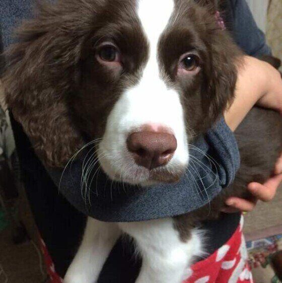 抱っこされるイングリッシュ・スプリンガー・スパニエル