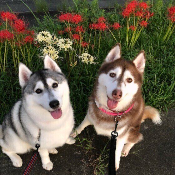 シベリアン・ハスキーのエマちゃんとイブキちゃん
