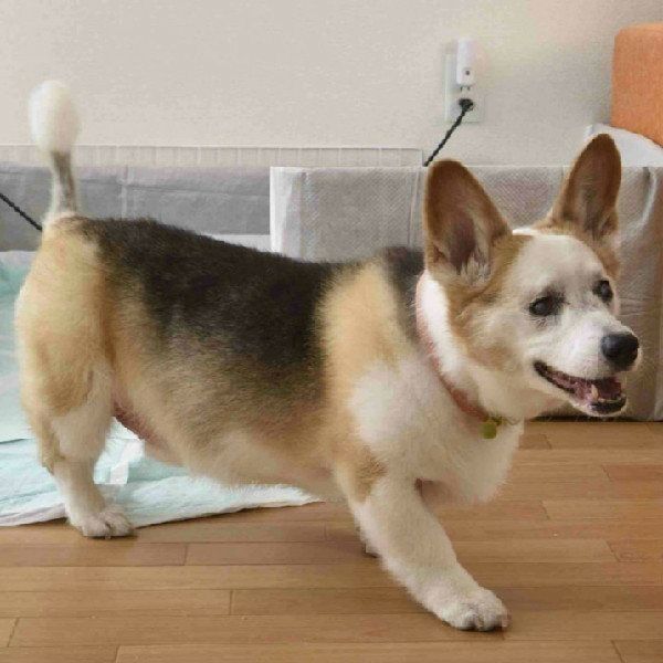 飼い主さんに呼ばれて駆け寄ろうとするラッキーくん。症状が安定している今は、笑顔があふれます。