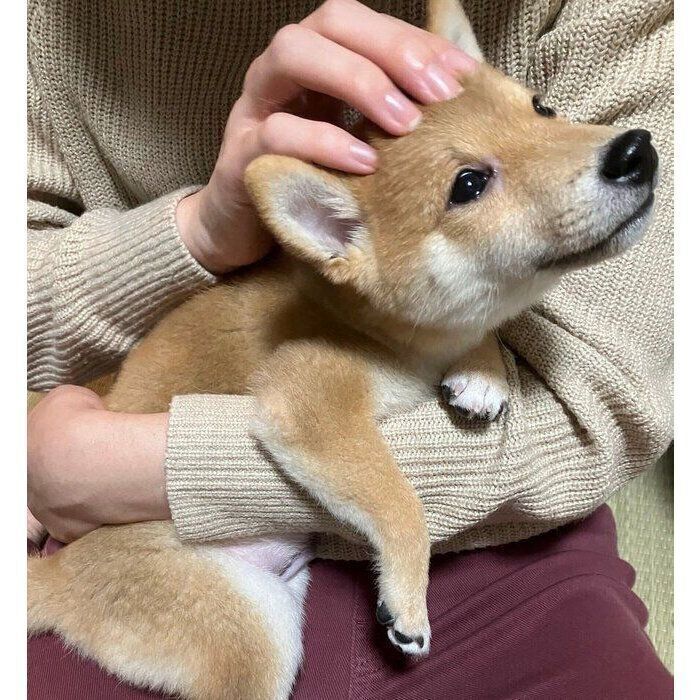 お迎えしたばかりのころのゴンくん