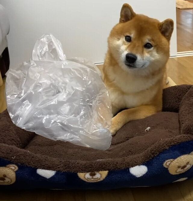 いたすらする犬