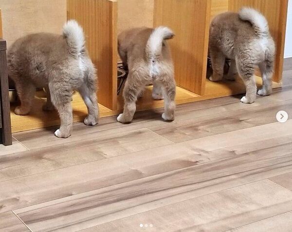 並んでごはんを食べるコイくん、トロくん、ウニくん