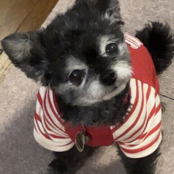 人と犬が食器やスポンジを共用してはダメな理由と犬の食器の効果的な洗い方 いぬのきもち