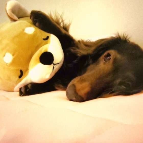 くつろぐミニチュア・ダックスフンド