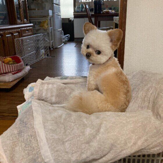 洗濯物の上に座る犬