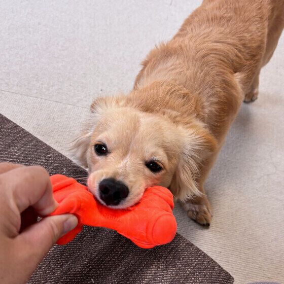 犬のおもちゃの洗い方は？ 犬用おもちゃを洗う頻度とお手入れの仕方 いぬのきもち