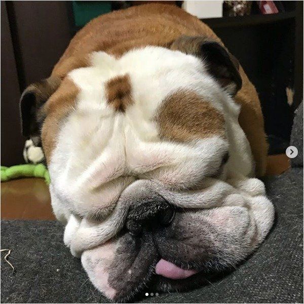眠るブルドッグ