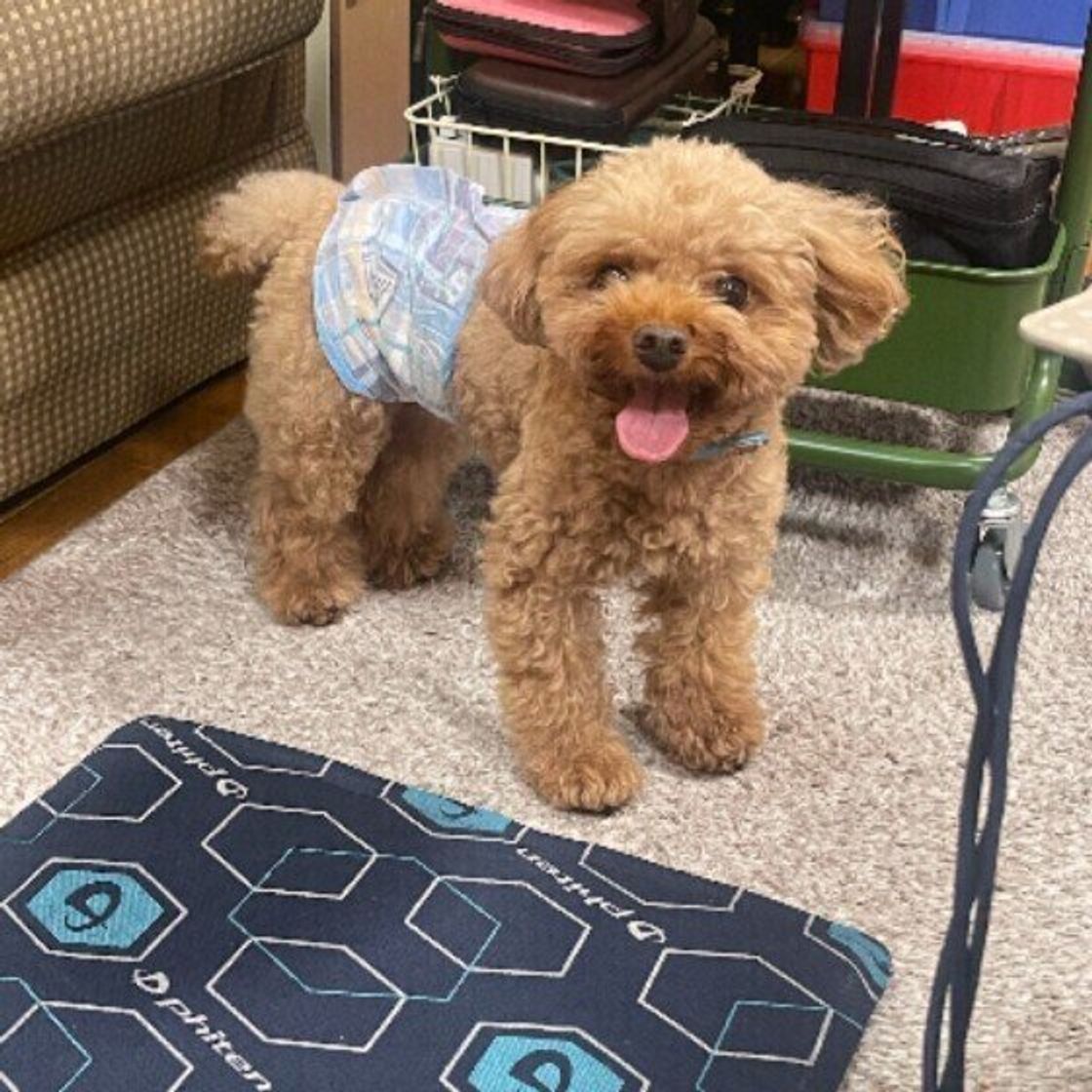 犬の夏バテ とはどんな症状 夏バテを招くng行動とは いぬのきもちweb Magazine 犬の夏バテ とはどんな症状 夏バテを招くng行動とは いぬのきもちweb Magazine