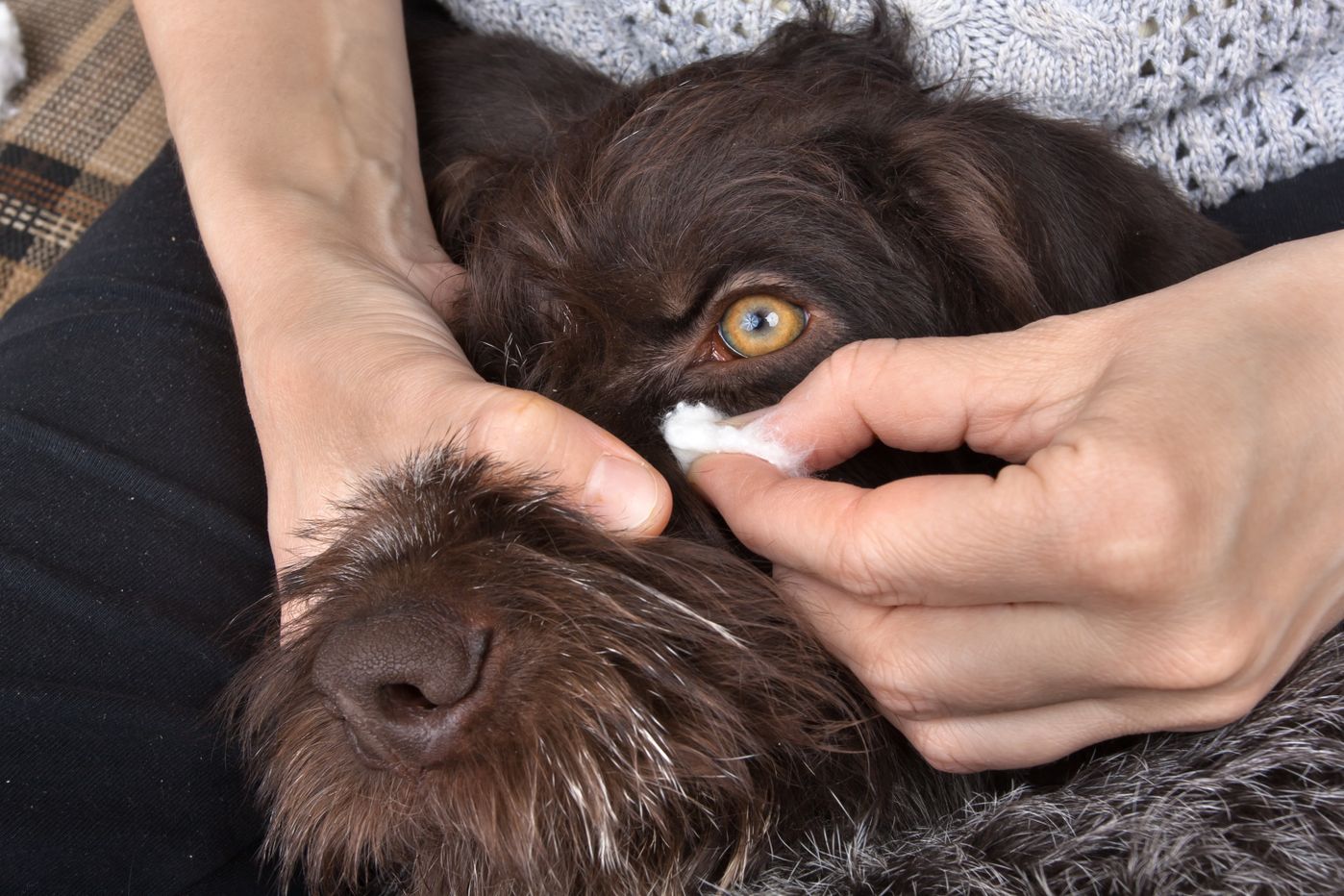 いぬのきもち獣医師監修 犬の目ヤニでわかる病気やチェックポイント いぬのきもちweb Magazine いぬのきもち獣医師監修 犬の目ヤニでわかる病気やチェックポイント いぬのきもちweb Magazine