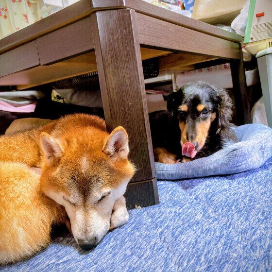 仲良くまったり過ごすワンちゃんたち