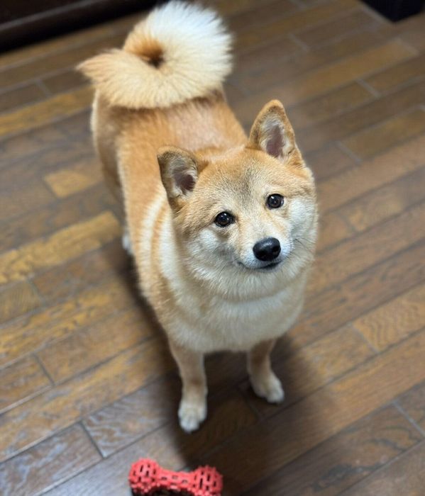見つめるトンボくん