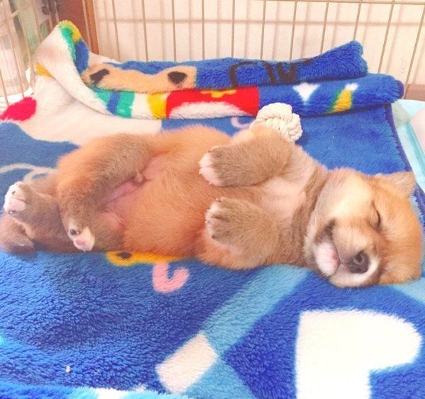 ぐっすり眠る福くん