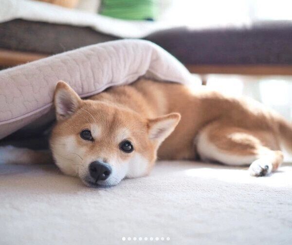 くつろぐにこちゃん