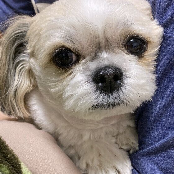 犬の老化を早める飼い主のNG行動3つ いぬのきもち