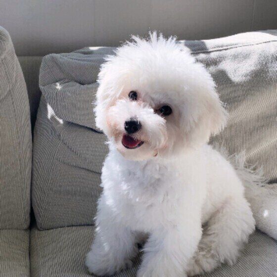 ビション・フリーゼのテンちゃん