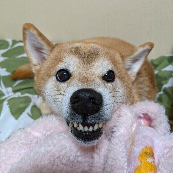 柴のこまちちゃん