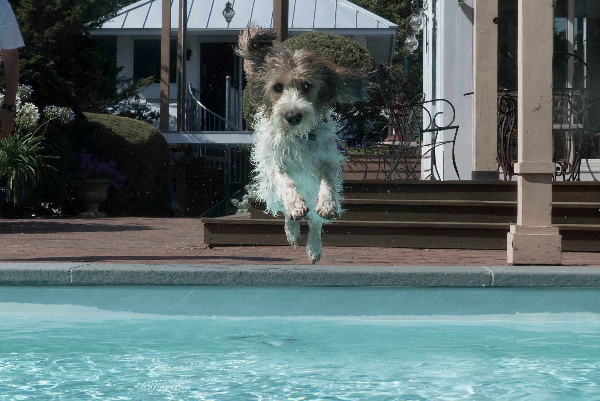 プチ・バセット・グリフォン・バンデーン