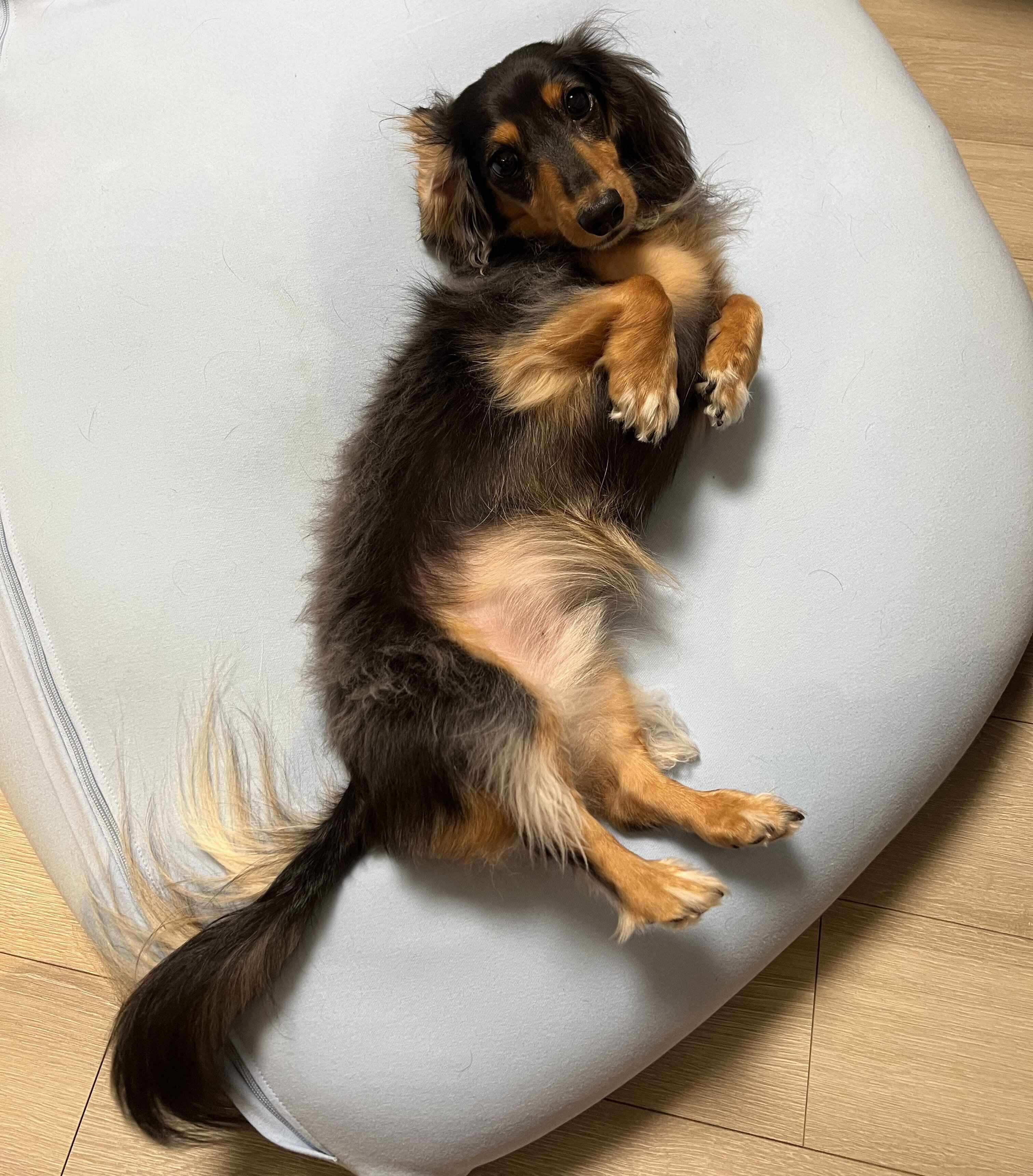 ソファに寝転がるこうくん