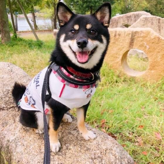 お散歩する柴犬