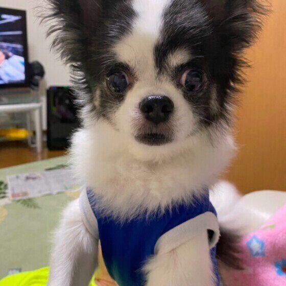 見つめるチワワ