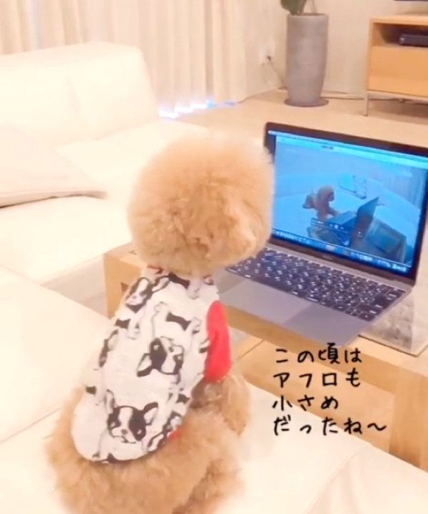 動画を見るトイ・プードル