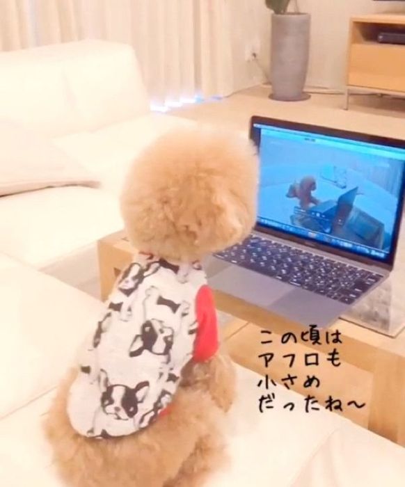 動画を見るトイ・プードル