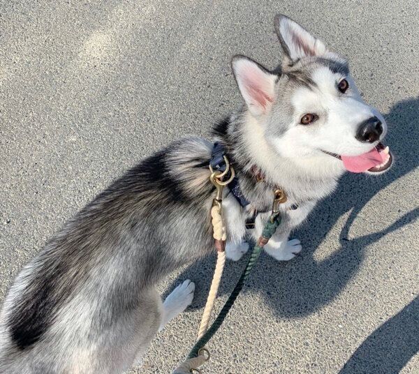 お散歩するじょんすのーくん