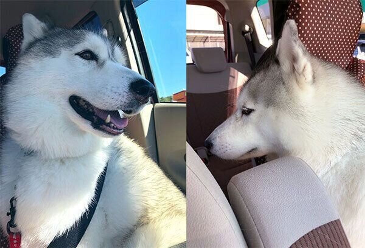 気持ちが顔に出すぎちゃう シルビアちゃんは我が子のようで癒しの存在 特別企画 スマイルドッグ ありがとうを叫ぼう いぬのきもちweb Magazine 気持ちが顔に出すぎちゃう シルビアちゃんは我が子のようで癒しの存在 特別企画 スマイルドッグ ありがとうを叫ぼう いぬのきもちweb Magazine