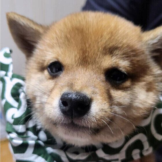 犬に与えてはいけない夏の食材とは？ 犬に危険な食べ物の拾い食いにも注意！ いぬのきもちWEB MAGAZINE